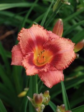 Liliowiec 'Strawberry Candy'