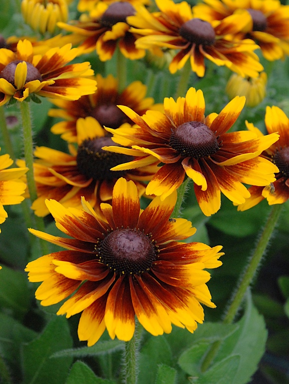 Rudbekia SmileyZ™ Kissing
