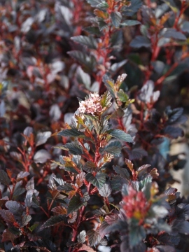 Pęcherznica kalinolistna 'Little Devil' PBR