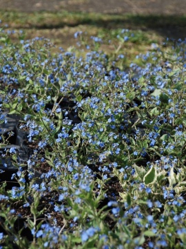 Brunera wielkolistna 'Alexander's Great'