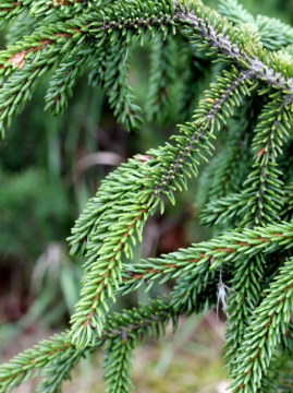 Świerk kaukaski 'Aureospicata'