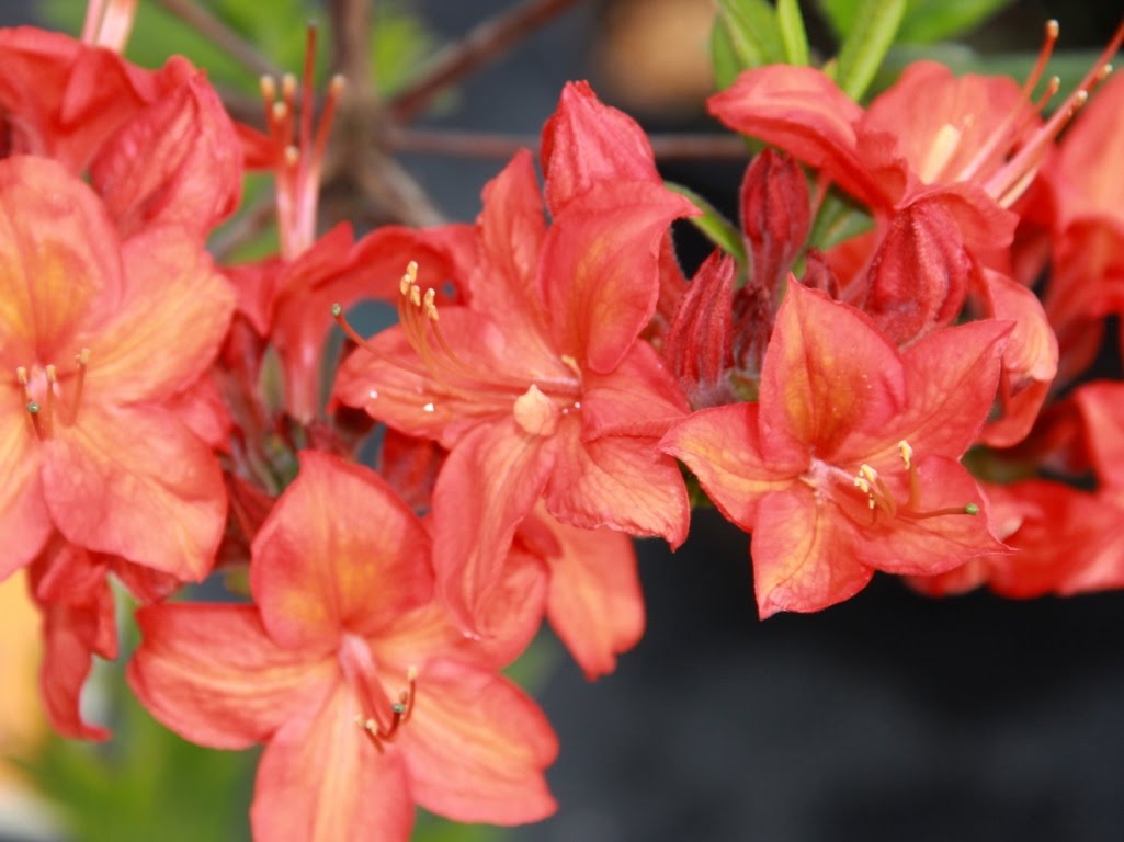 Azalia wielkokwiatowa 'Fireball'