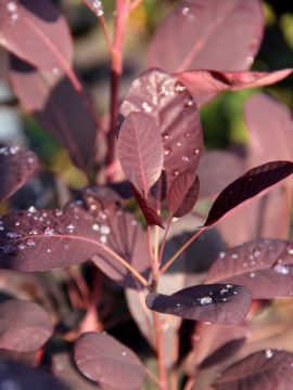  Perukowiec podolski 'Royal Purple' - liście