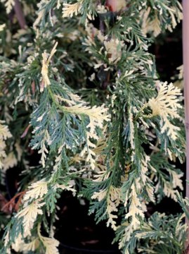 Cyprysik nutkajski 'Variegata'