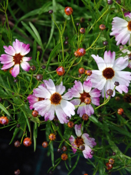 Nachyłek 'Bloomsation Chameleon'