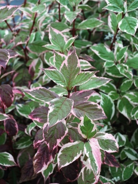 Liście derenia białego 'Sibirica Variegata' - późnym latem