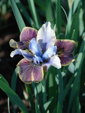 Kosaciec syberyjski 'Black Joker'
