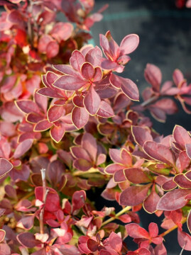Berberys Thunberga 'Red Carpet'