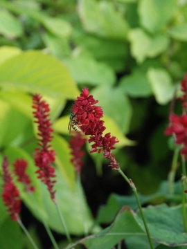 Rdest himalajski 'Fat Domino'