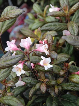 Krzewuszka 'Vintage Love' PBR