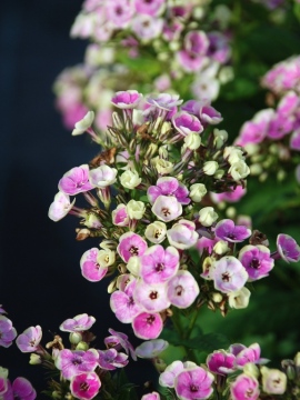 Floks wiechowaty 'Sherbet Blend' 