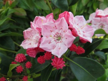 Kalmia szerokolistna 'Heart of Fire'