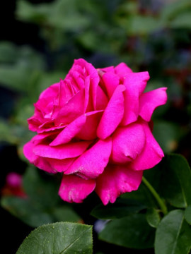 roza-wielkokwiatowa-big-purple5.jpg