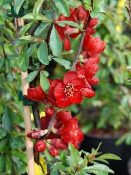 Pigwowiec pośredni 'Crimson and Gold'