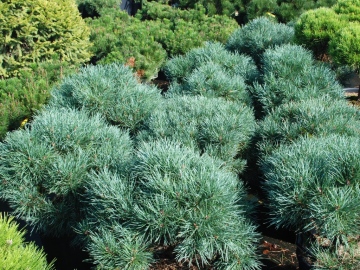 Sosna pospolita 'Chantry Blue'