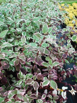 Liście derenia białego 'Sibirica Variegata' - późnym latem