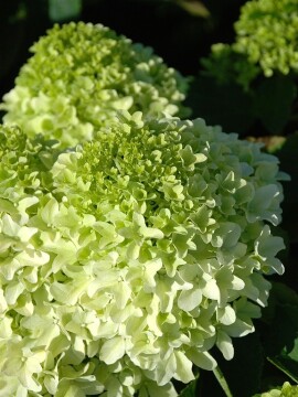 Hortensja bukietowa 'Little Fresco' PBR