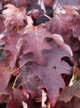 hortensja-debolistna-burgundy.jpg