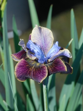 Kosaciec syberyjski 'Black Joker'
