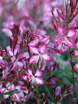 gaura-rosy-jane0.JPG