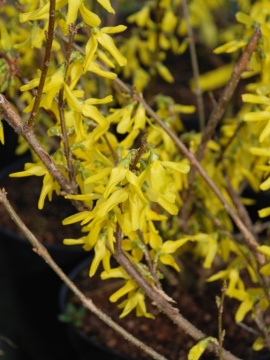 Forsycja pośrednia 'Spectabilis'