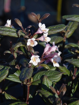 Krzewuszka 'Vintage Love' PBR