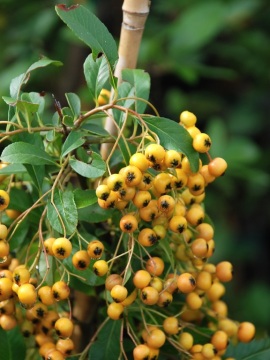 Ognik 'Soleil D'Or' - owoce