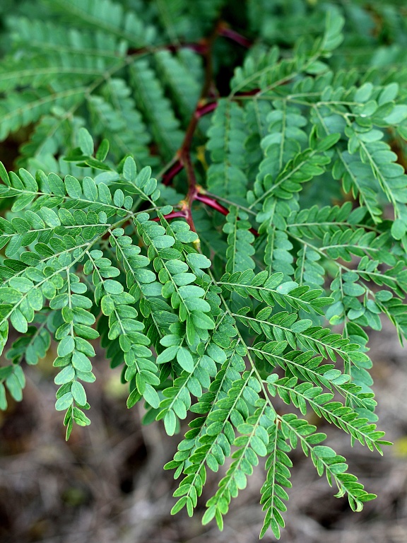 Glediczja trójcierniowa