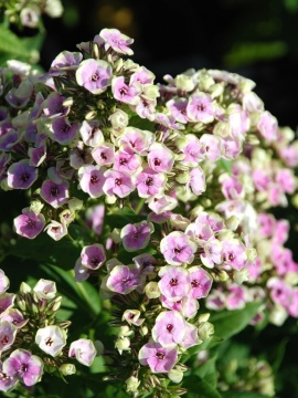 floks-wiechowaty-sherbet-blend.JPG