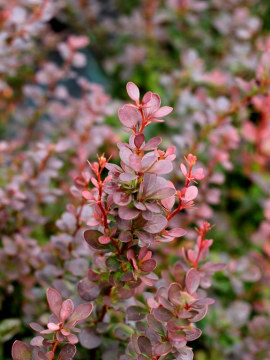 Berberys Thunberga 'Helmond Pillar'