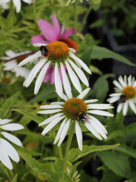 Jeżówka purpurowa 'White Swan'