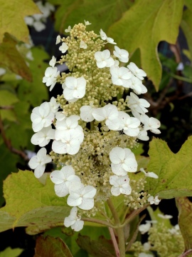 Kwiat hortensji dębolistnej 'Flemygea' SNOW QUEEN