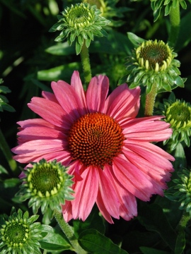 Jeżówka 'Meditation Cerise'