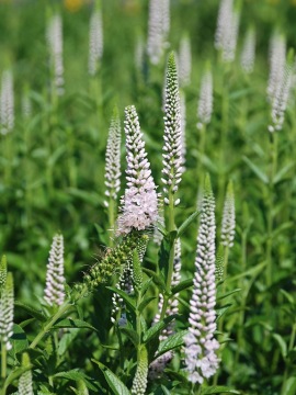 Przetacznik długolistny 'First Choice'