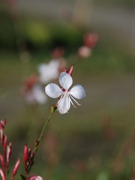 gaura-whirling-butterflies0.JPG