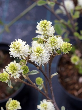 Fotergilla pośrednia 'Blue Shadow' - liście