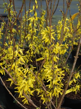 Forsycja pośrednia 'Spectabilis'