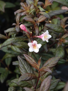 Krzewuszka 'Vintage Love' PBR