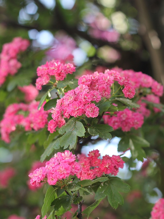 Głóg pośredni 'Paul's Scarlet'