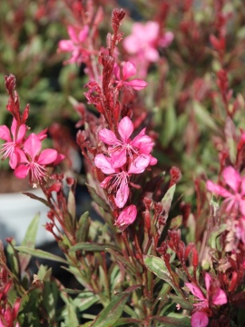 Gaura 'Flamingo Pink'