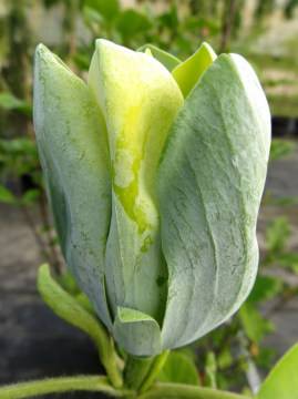  Magnolia drzewiasta 'Blue Opal'