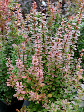 Berberys Thunberga 'Helmond Pillar'