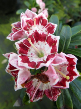 Kalmia szerokolistna 'Minuet'