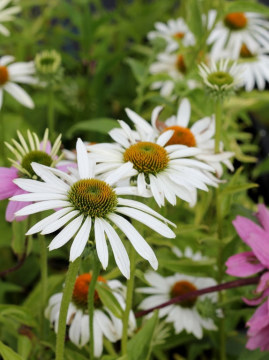 Jeżówka purpurowa 'White Swan'