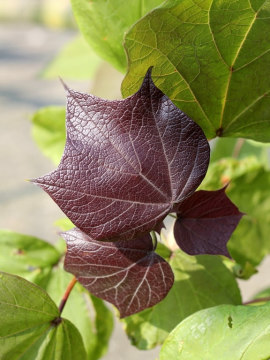 Surmia pośrednia 'Purpurea'