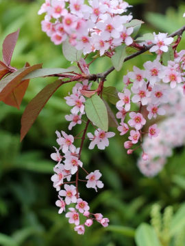 Czeremcha pospolita 'Colorata' - kwiaty