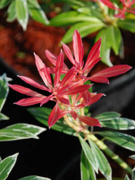 pieris_flaming_silver_1.jpg