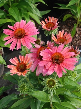 Jeżówka 'Meditation Cerise'