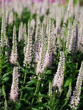 Przetacznik długolistny 'First Choice'