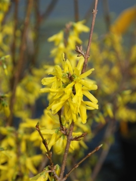 Forsycja pośrednia 'Spectabilis'